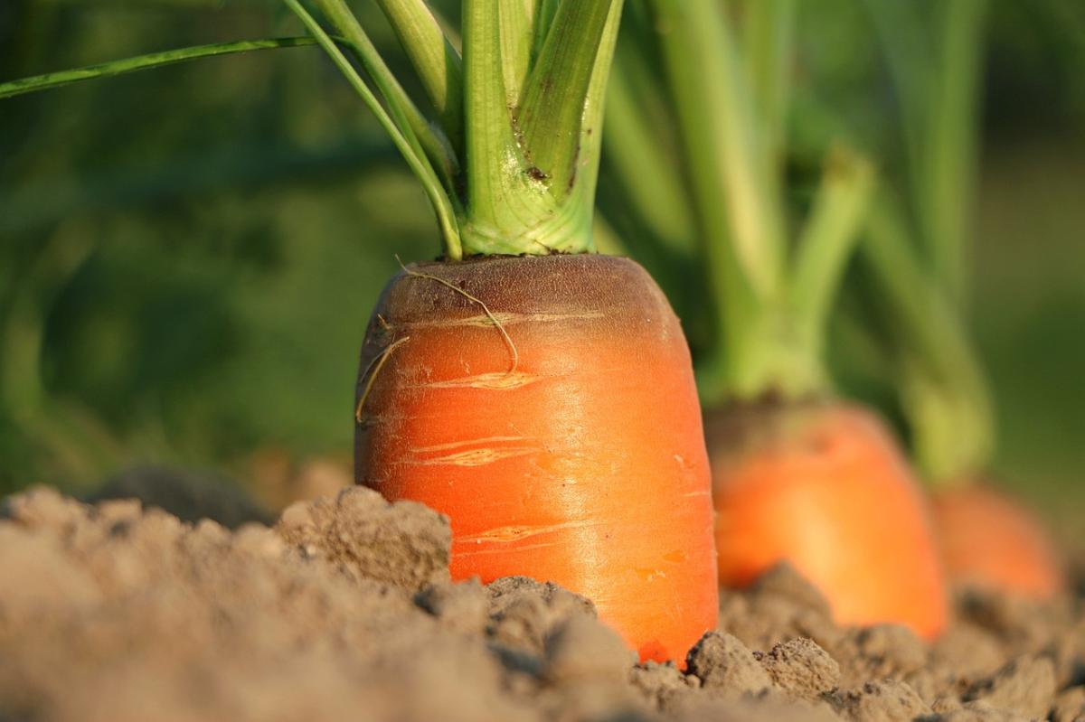 Comment conserver des carottes ?